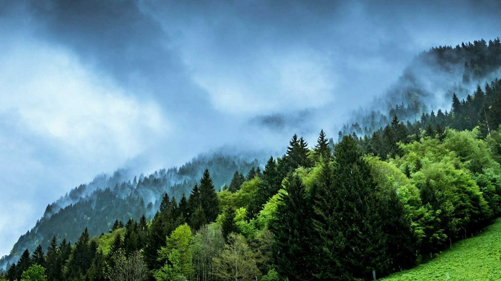 forest and mountain partially covered with fog